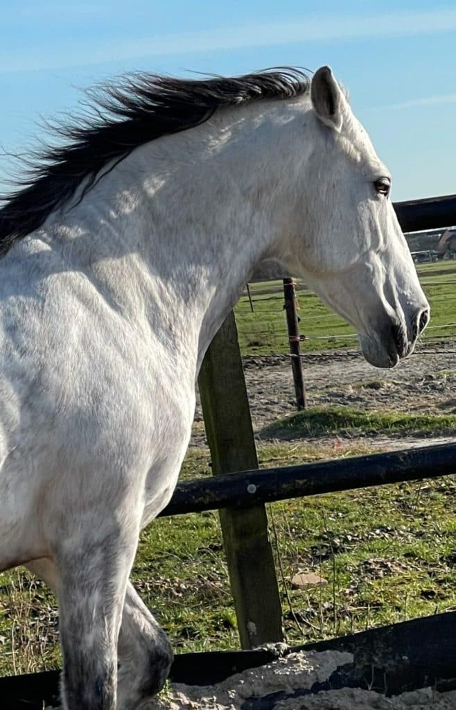 Alome Paarden Coach
